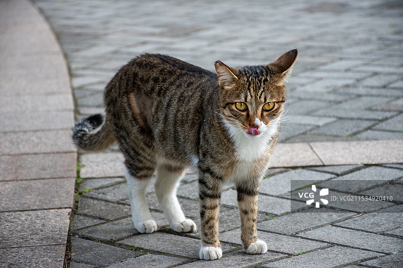 珠江新城公园里姿态各异的狸花猫图片素材