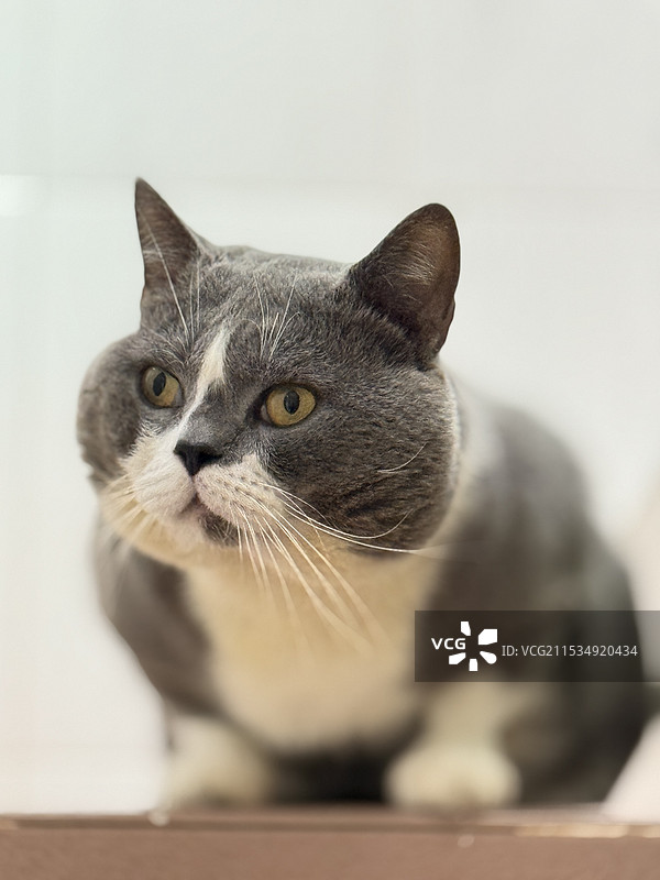 猫的特写肖像图片素材