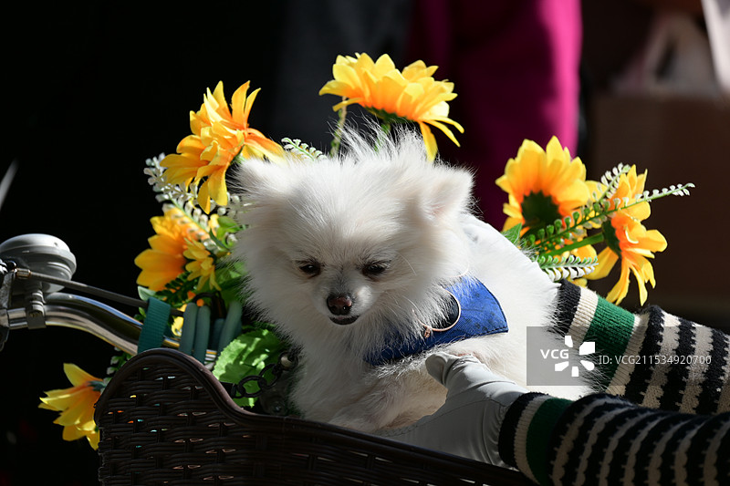 自行车框里的小白狗和向日葵图片素材