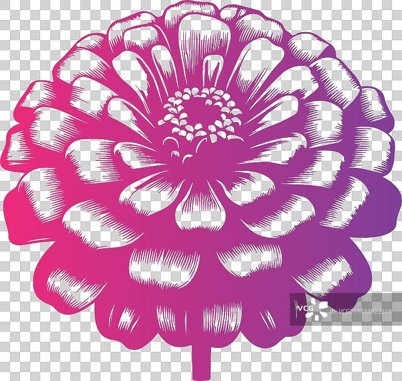 黑色艺术的百日草花轮廓图片素材