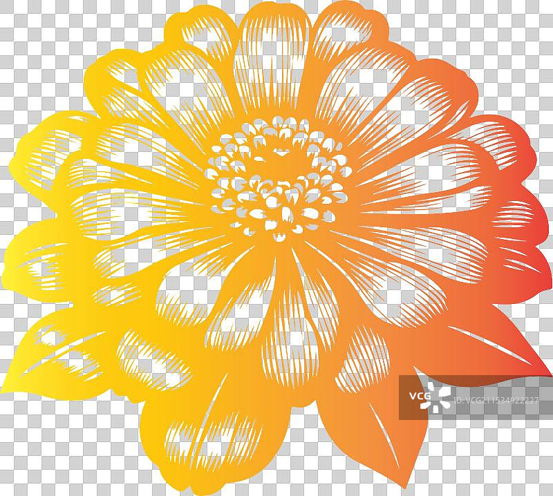 黑色艺术的百日草花轮廓图片素材