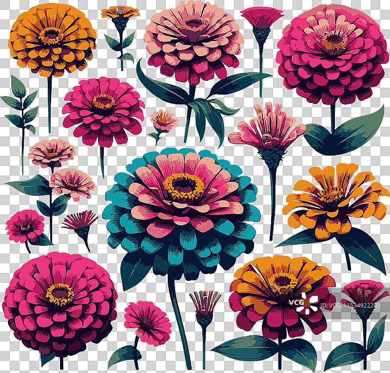 一组百日草花图片素材