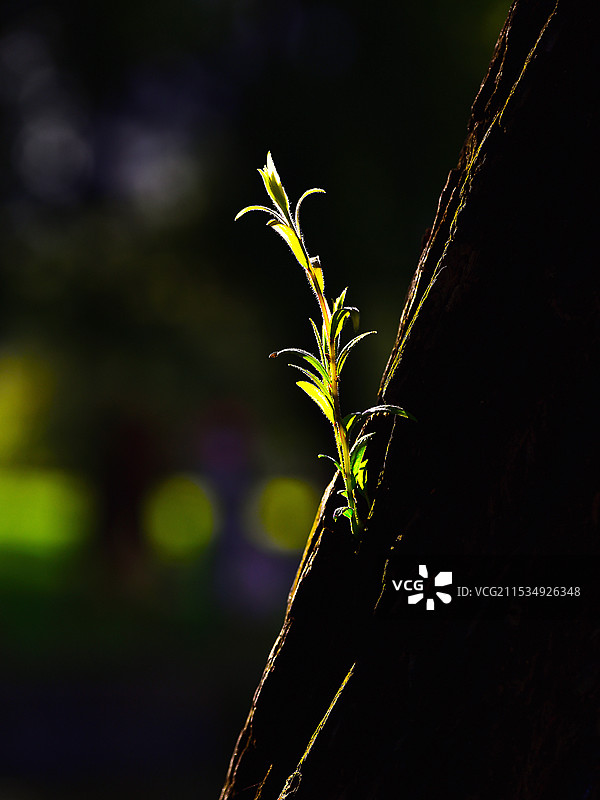 光影下的树叶新芽图片素材