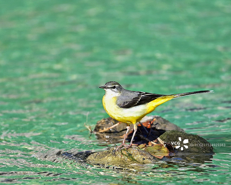 小精灵图片素材