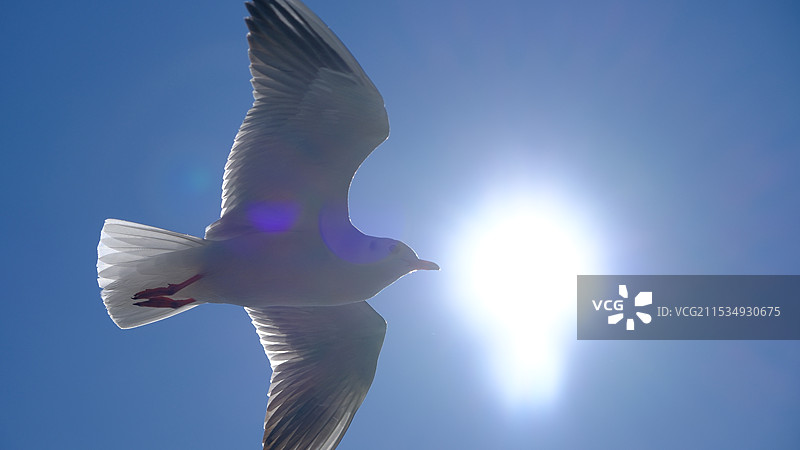 海鸥（红嘴鸥）图片素材