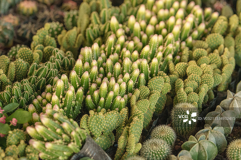 仙人掌图片素材