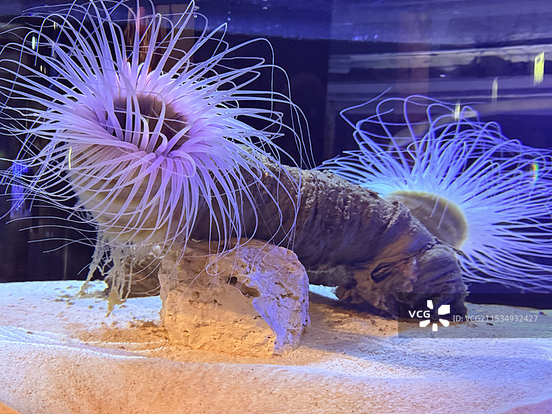 海葵高清图图片素材