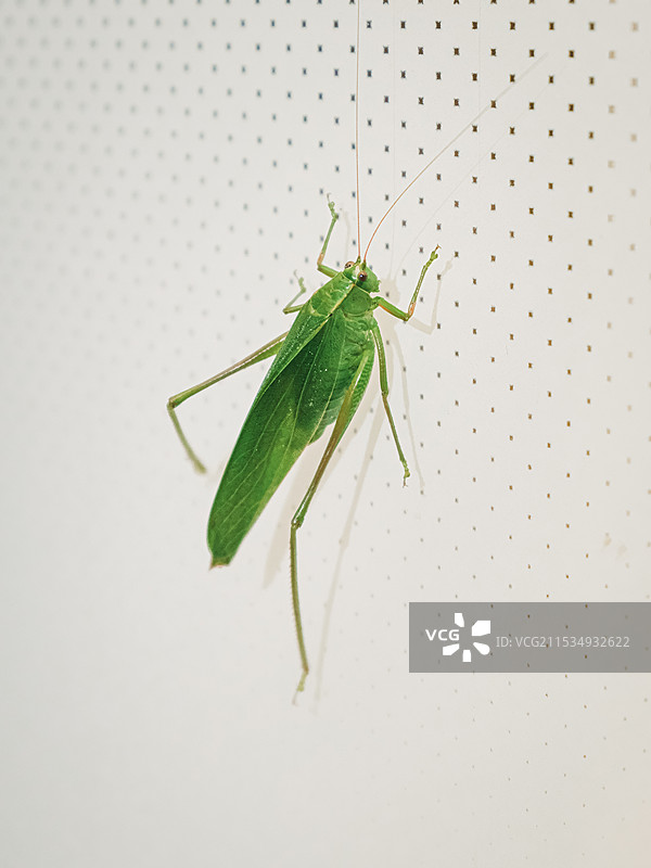 西藏墨脱的拟叶螽斯图片素材