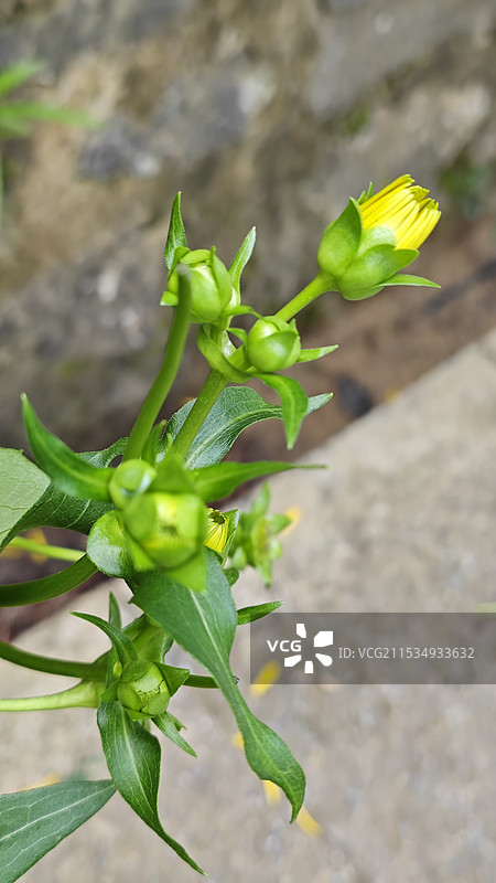 植物，草药，串叶松香草-贵州森林里的花图片素材