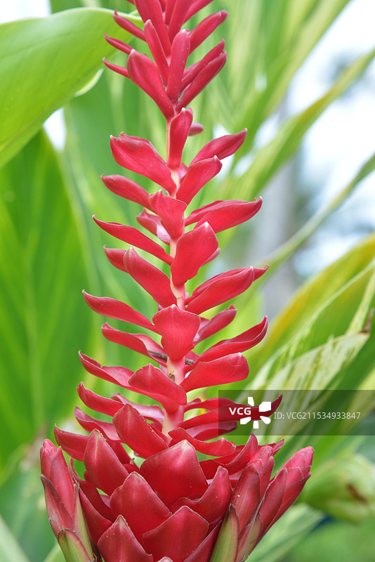 户外的红姜花图片素材