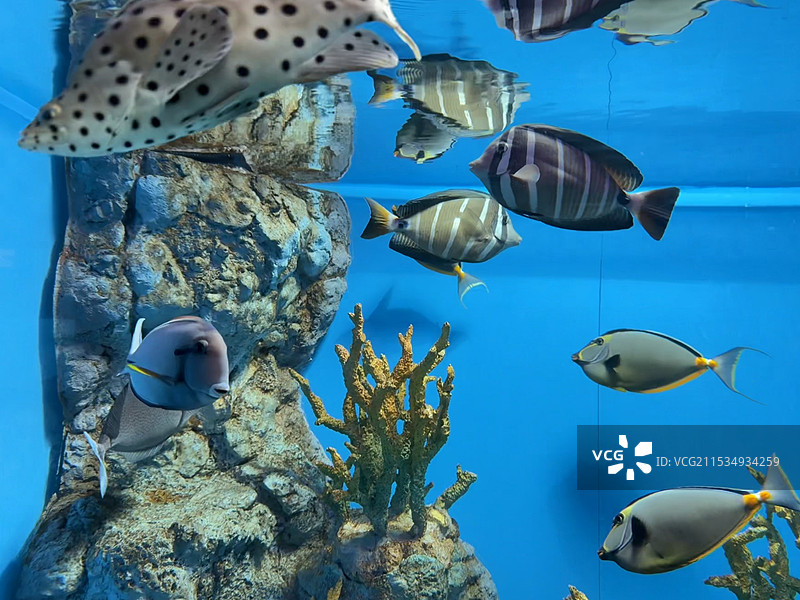 海洋馆里的单角鼻鱼图片素材