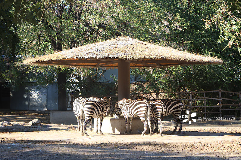 遮阳棚下吃草的斑马图片素材