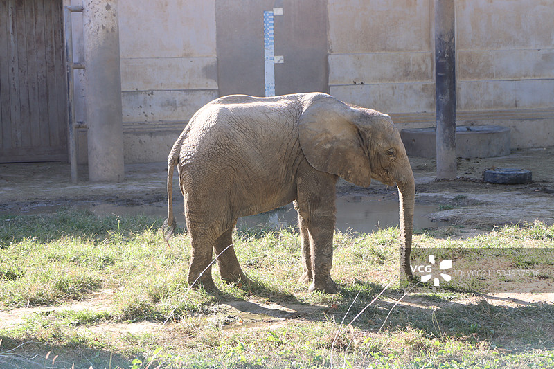 北京动物园大象图片素材