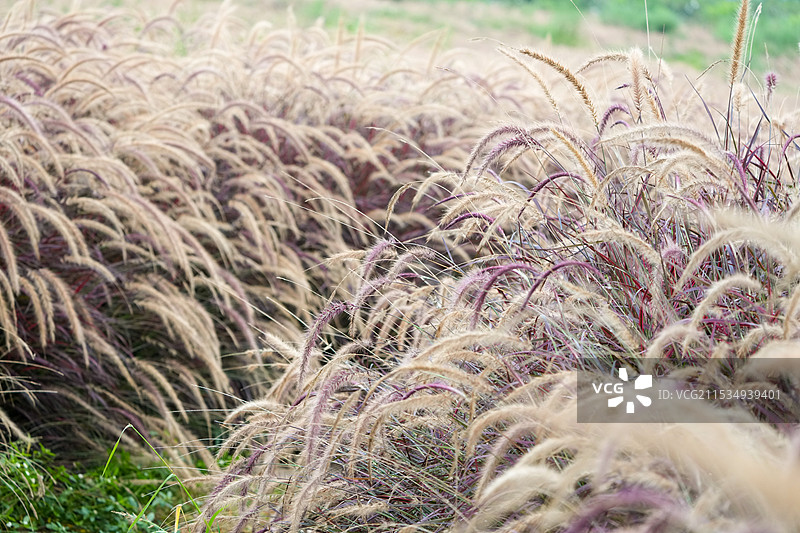 秋天的狗尾巴草图片素材