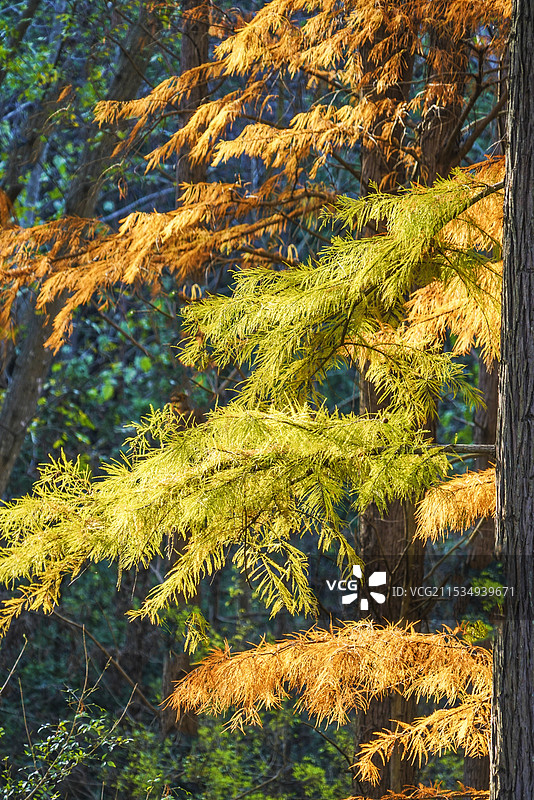 红杉林图片素材