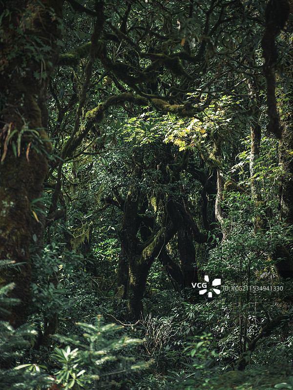 西藏墨脱的原始森林图片素材