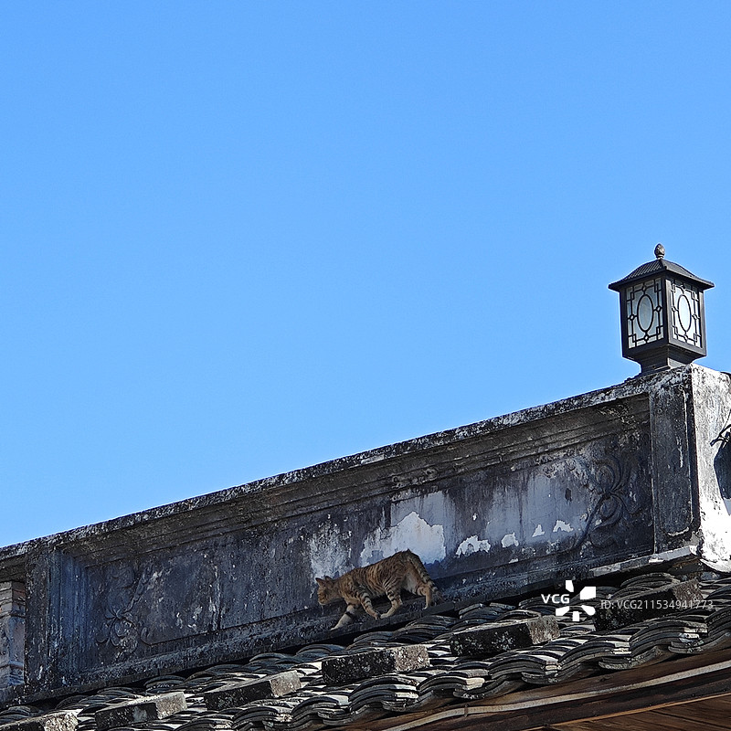 蓝色背景下屋顶上行走的猫图片素材