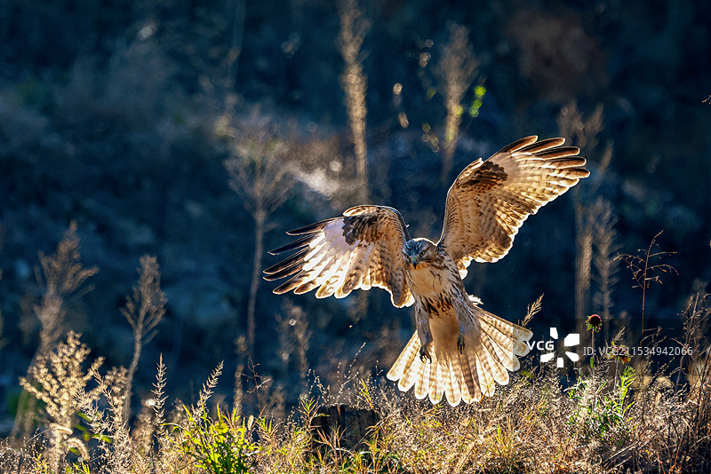大鵟抓捕猎物前的瞬间图片素材