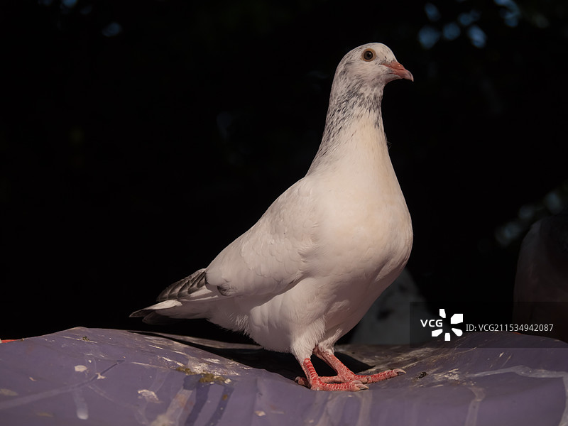 柳州动物园的鸽子图片素材