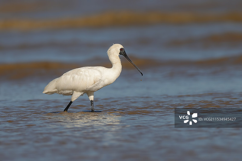 黑脸琵鹭图片素材