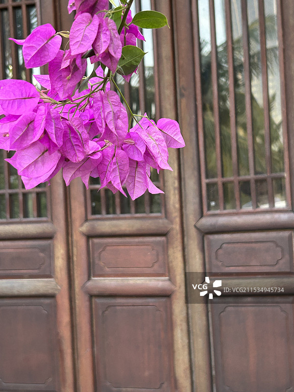 粉红色开花植物三角梅对建筑物的特写镜头图片素材