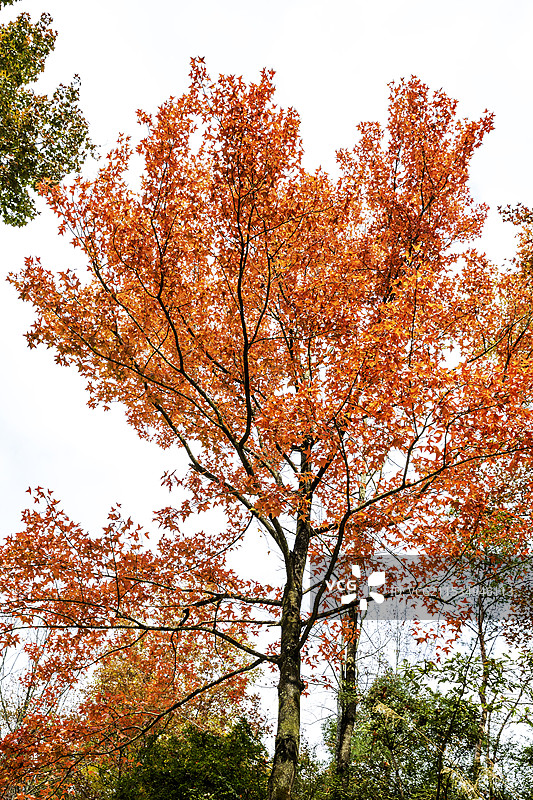 枫彩图片素材