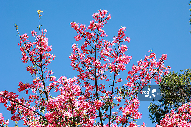 异木棉图片素材