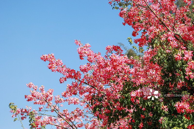 异木棉图片素材