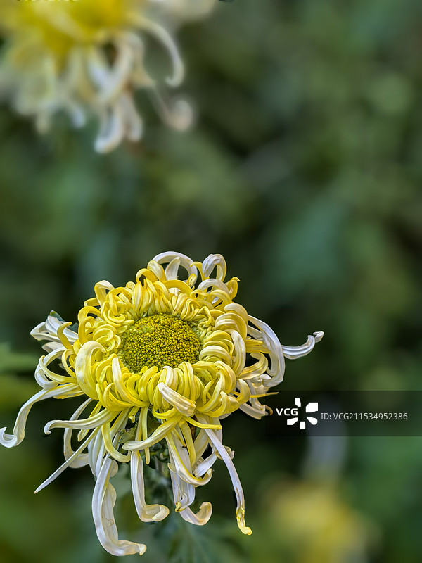 绚丽多彩的菊花图片素材
