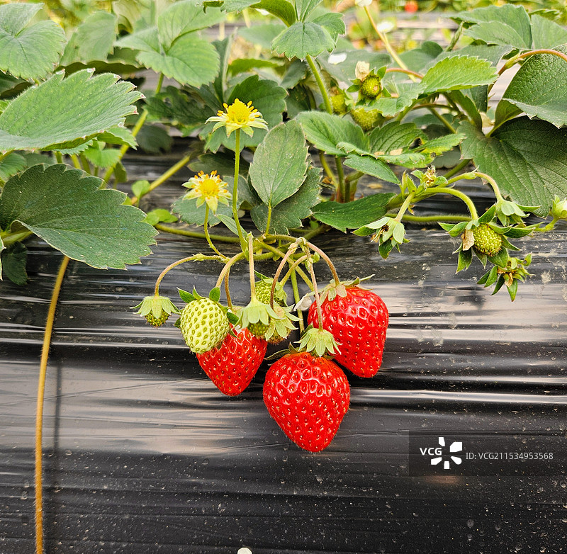 生在温室大棚内的草莓图片素材