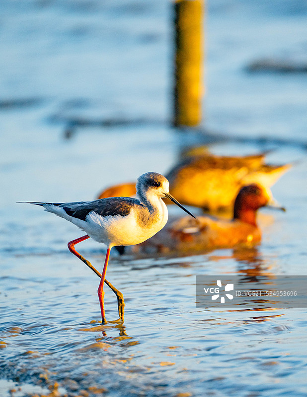 金色的夕阳打在正在深圳湾公园觅食的长脚鹬身上图片素材
