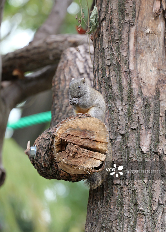 作揖的小松鼠图片素材