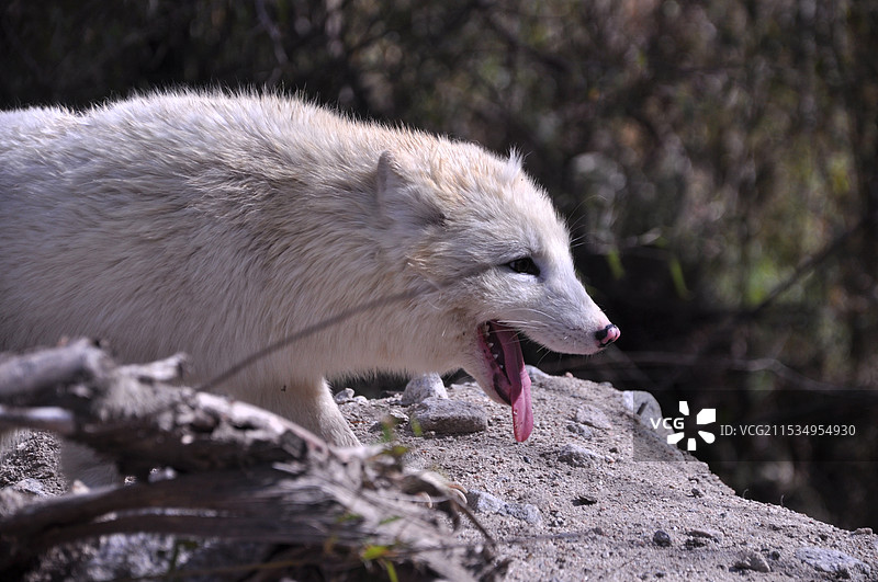 你以为的狗狗，别搞错了，这才是真正的白狐图片素材