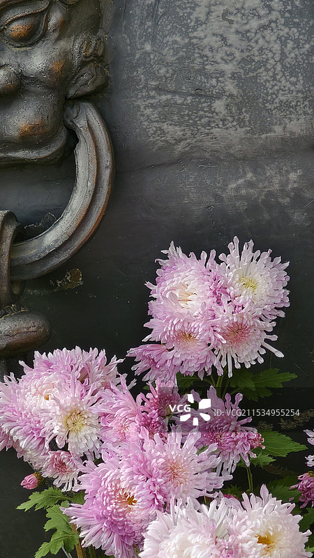 佛寺菊花——胭脂点雪——摄于峨眉山大佛禅院图片素材