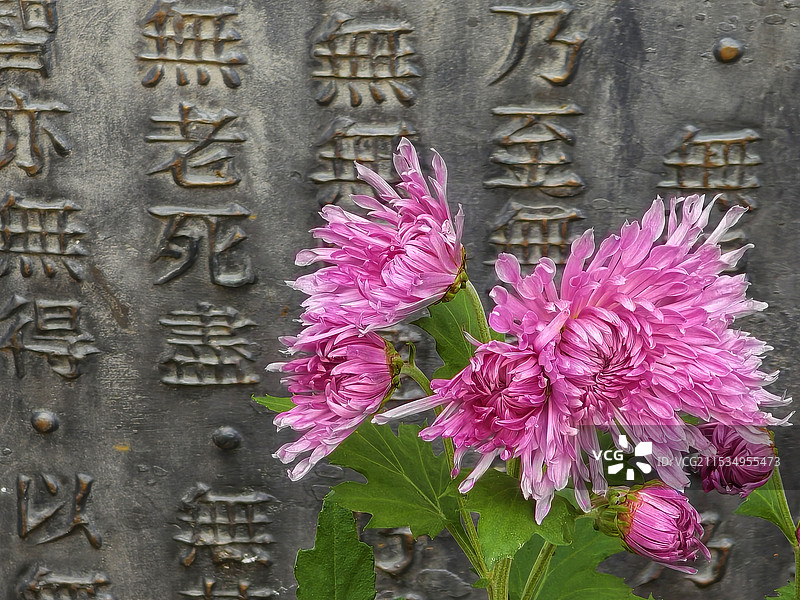 佛寺菊花，清水荷花——摄于峨眉山大佛禅院图片素材