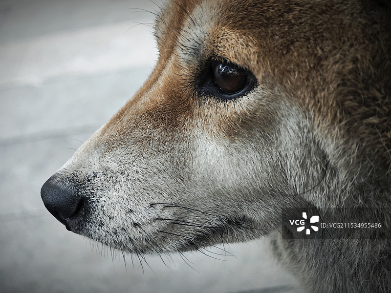 忧郁狗图片素材