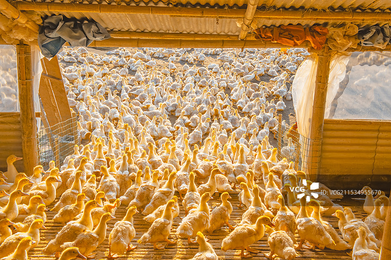 一群小鸭从栏中走出来图片素材