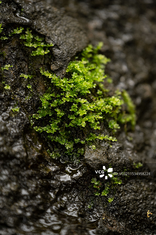 绿色苔藓图片素材