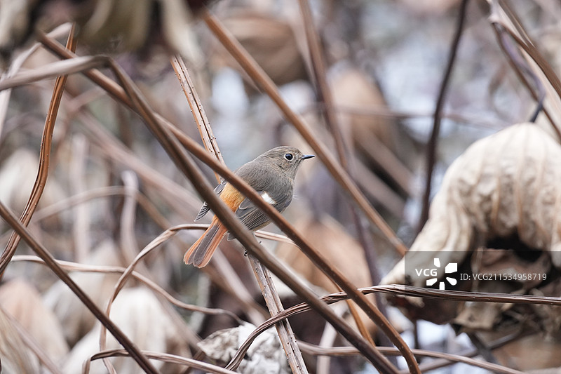 北红尾鸲图片素材