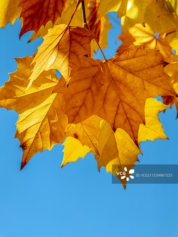 二球悬铃木图片素材