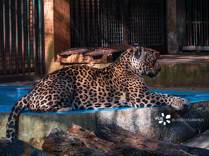 柳州动物园的豹子图片素材