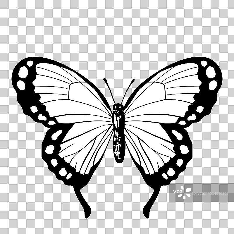 有趣的黑白蝴蝶平面图图片素材