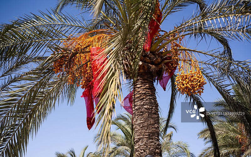 埃及亚历山大城外椰枣收获季的椰枣树风光图片素材