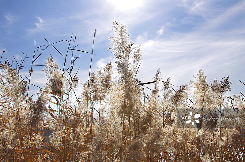 户外芦苇丛图片素材