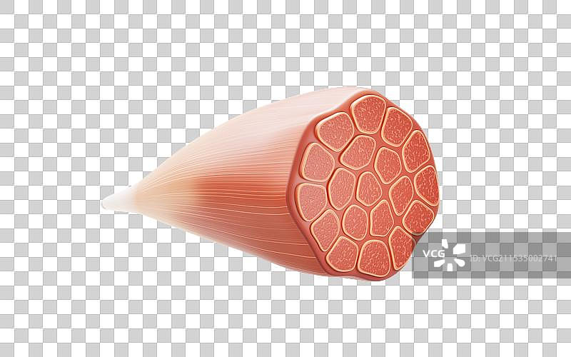 肌肉结构生物医学插画三维渲染图片素材