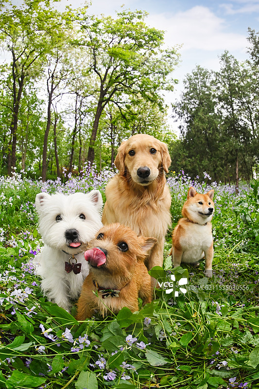 花海中的金毛寻回犬和西高地白梗和柴犬和诺维奇犬图片素材