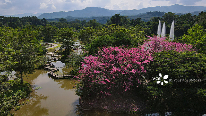 西双版纳热带花卉园景区图片素材