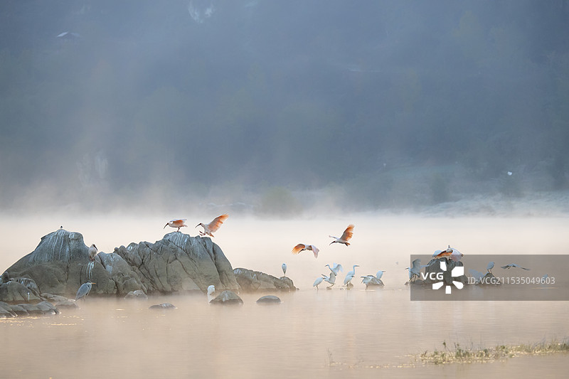 陕西省汉中市洋县朱鹮图片素材