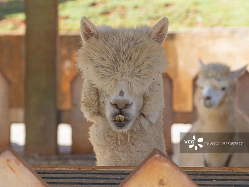昆明朵拉萌宠乐园图片素材