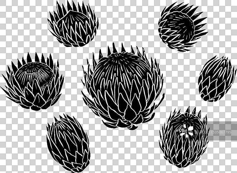 一组孤立的黑色剪影的普罗提亚花图片素材